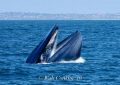   Blue Whale breach feeding off Redondo Beach submarine canyon  